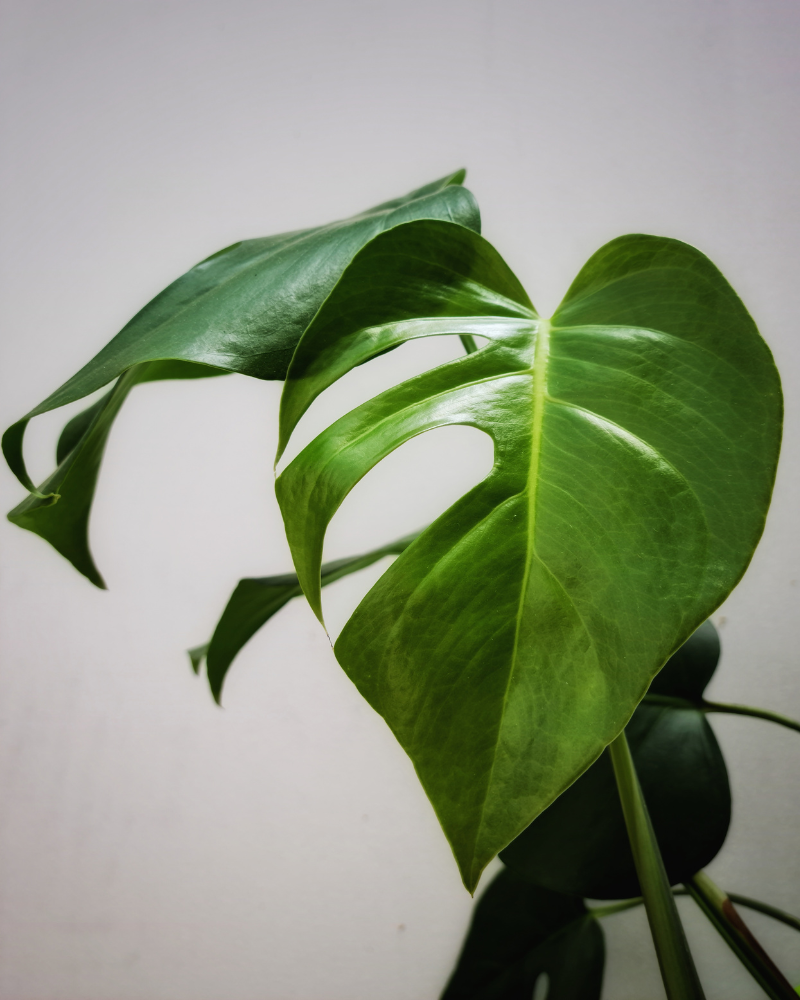 Green monstera leaf indoors