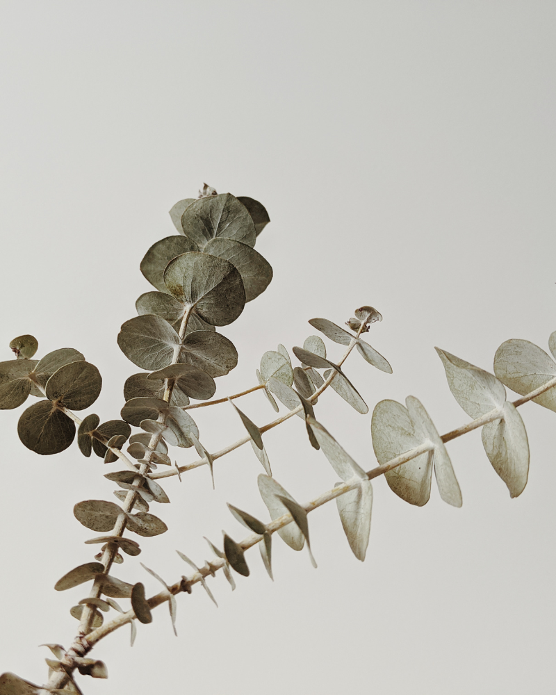 Eucalyptus stems on a neutral background – Morag Makey Therapies