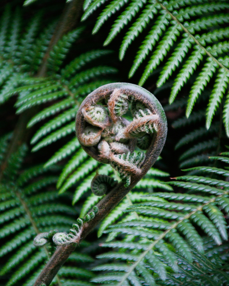 Fern unfurling in the forest – Morag Makey Therapies